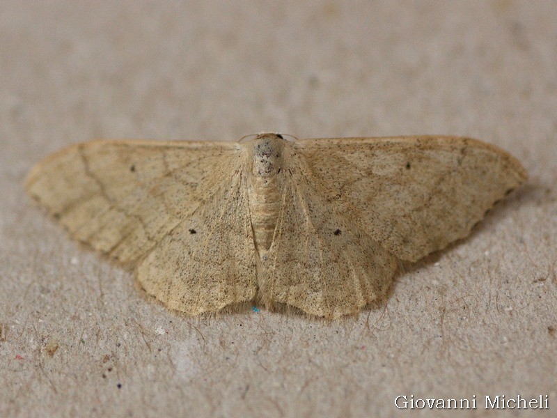 Idaea straminata?